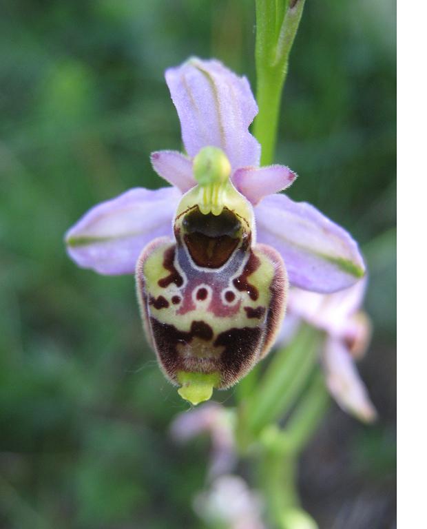 Ophrys holosericea subsp. tetraloniae?